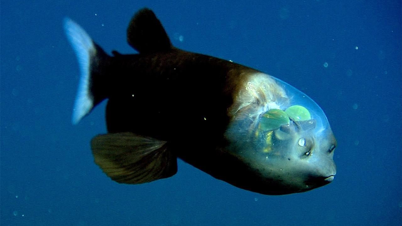 揭秘稀有神奇生物：探寻神秘面纱