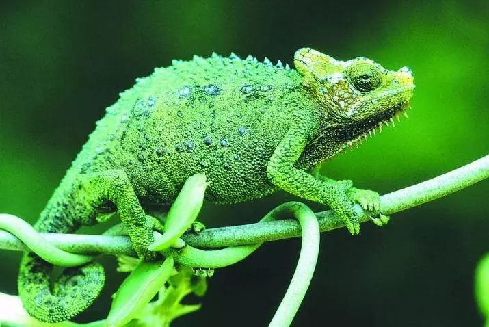 发现珍稀宠物：拥有独特技能的神秘生物